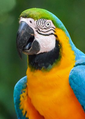 Blue and Yellow Macaw