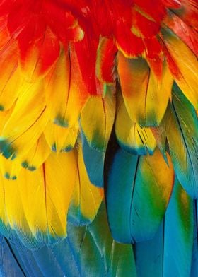 Macaw Feathers