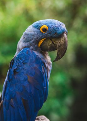 Hyacinth Macaw