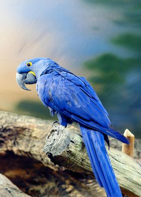 Hyacinth Macaw