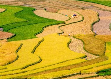 Nice ripen rice terraces