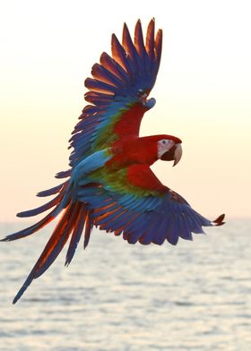 Scarlet Macaw and Ocean