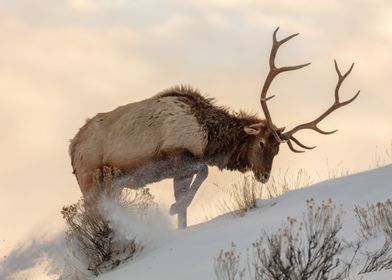 Deer in the Snow