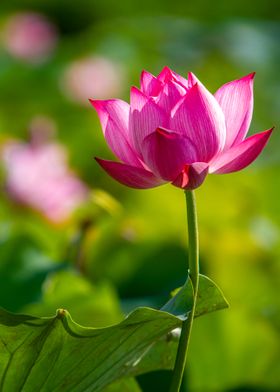 Closeup of Lotus Flower