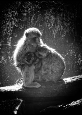 Barbary Ape family BnW