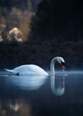 Swan