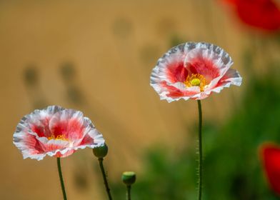 Poppy flower 