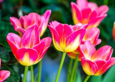 Tulip flowers