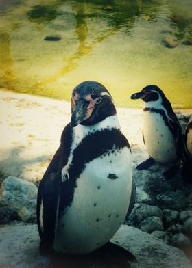 Penguin Portrait