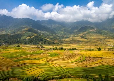 Beautiful ripen ricefields