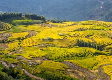 Ripen rice terraced fields