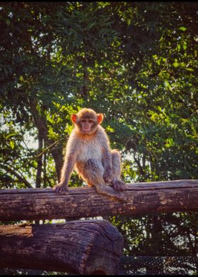 Barbary ape on a branch