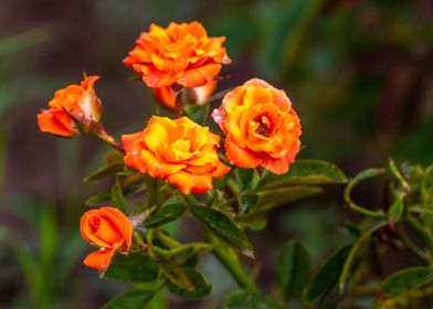 Golden Miniature flowers