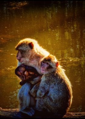 Cute barbary ape family