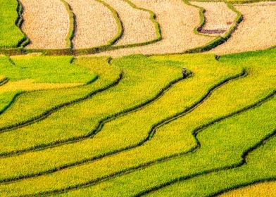 Rippen rice terraces