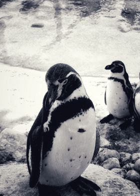 Penguin Black And White