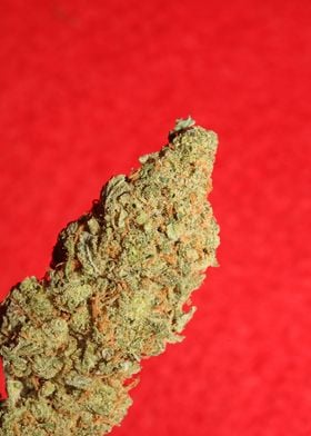 Medical marihuana close up