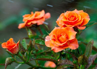 Golden Miniature flowers