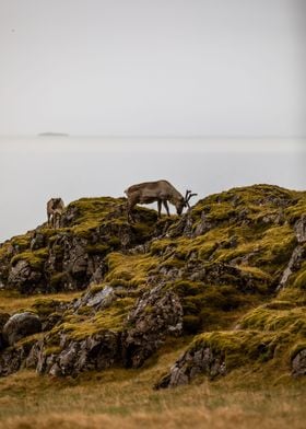 Reindeer Iceland