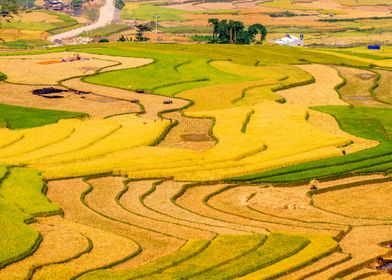 Terraced fields at harvest