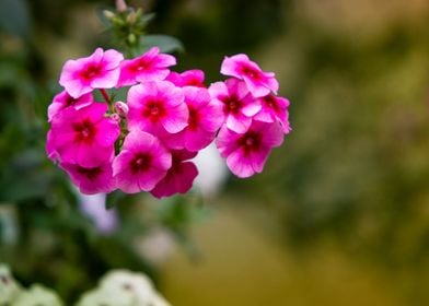 Phlox drummondii  