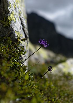 Mountain flower