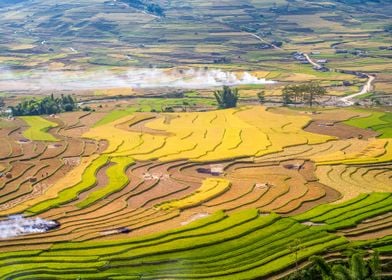 Ripen rice terraces