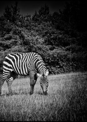 Zebra in Black and White 2