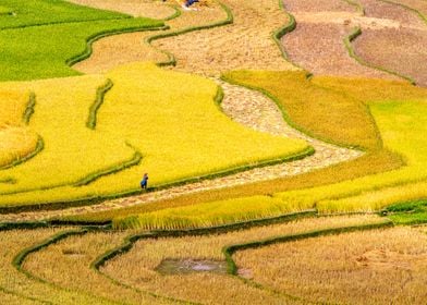 Amazing ripen rice terrace