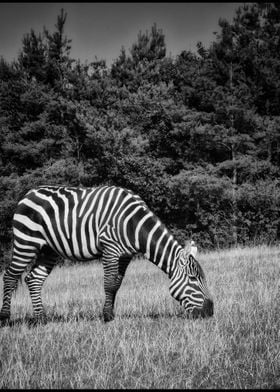 Zebra in Black and White 1