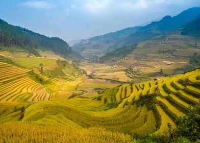 Beautiful terraced fields 