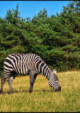 Zebra photography