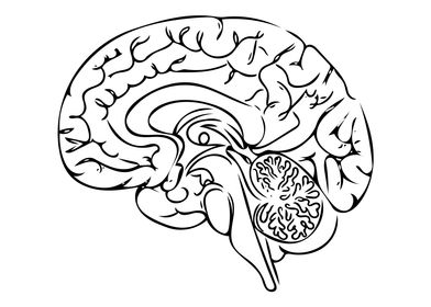 Brain Line Art Minimal