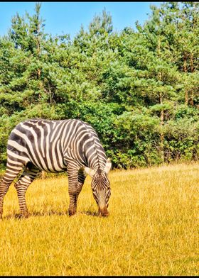 Zebra photography Vibrant