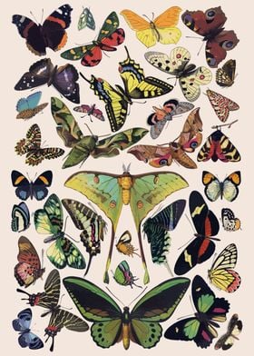 Butterflies and Moths