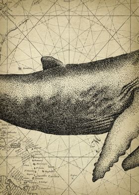 Whale body poster