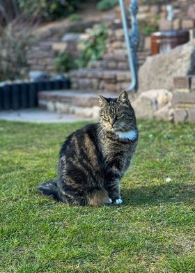 Cat in the garden