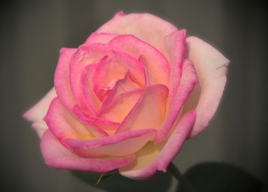 Pink Rose 2