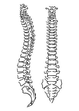 Spine Line Art Minimal