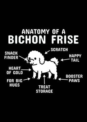 Anatomy Of A Bichon Frise