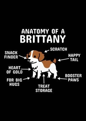 Anatomy Of A Brittany Dog