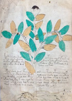 Voynich manuscript page