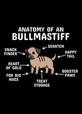 Anatomy Of A Bullmastiff