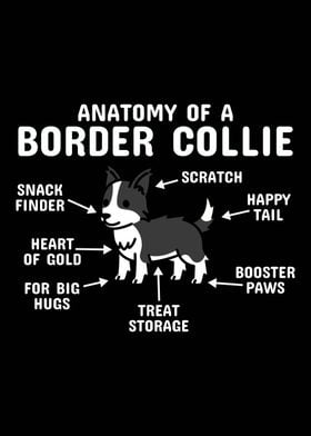 Anatomy Of A Border Collie