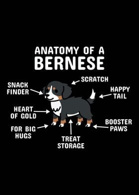 Anatomy Of A Bernese Dog