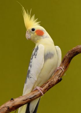 Cute Cockatiel