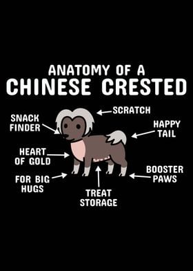 Chinese Crested Anatomy