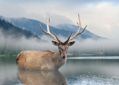 Deer in lake