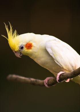 Lutino Cockatiel