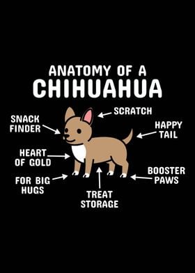 Anatomy Of A Chihuahua